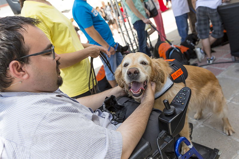 assistance dog in crowded place with disabled owner