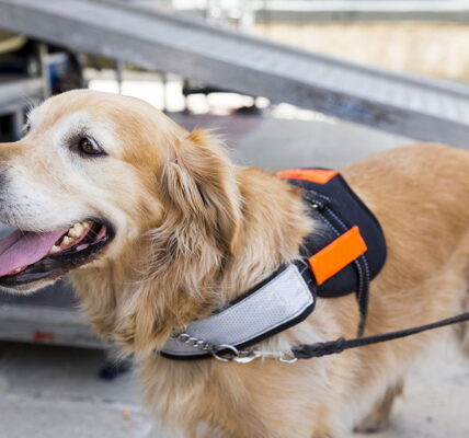 assistance dog in sports venue