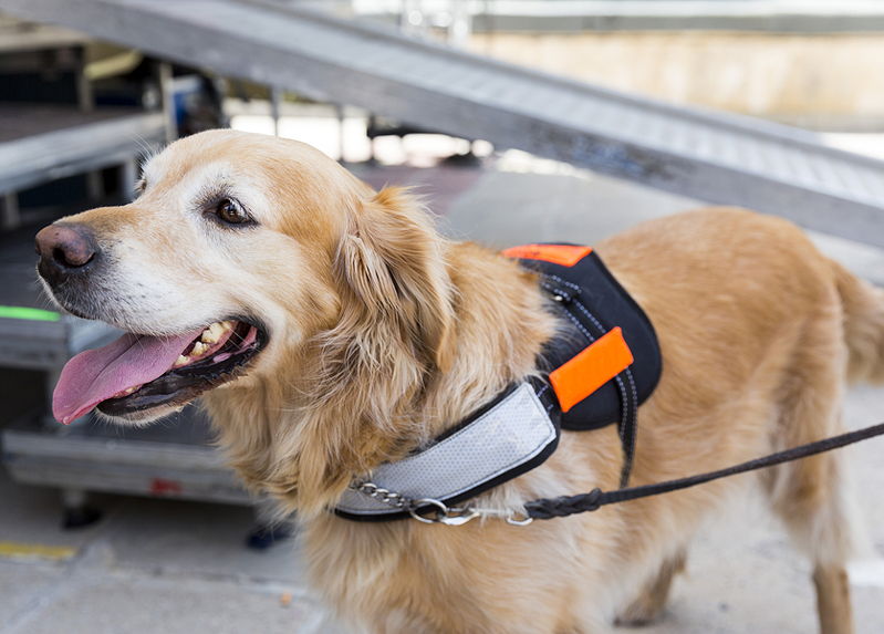 assistance dog in sports venue