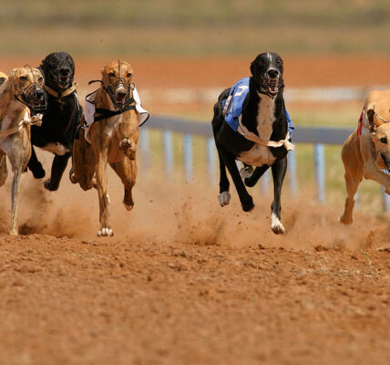 Greyhound Racing on the Rise