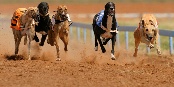 Greyhound Racing on the Rise