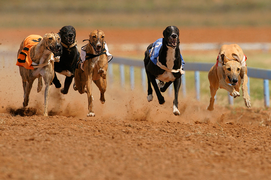 Greyhound Racing on the Rise