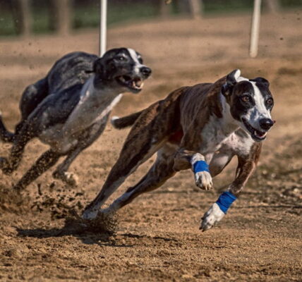 greyhounds racing