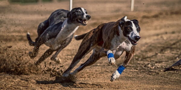 greyhounds racing