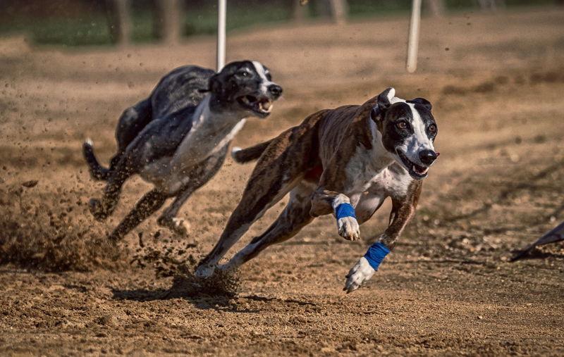 greyhounds racing