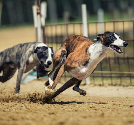 Greyhound racing calendar