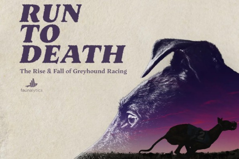 Run to Death Greyhound Racing Documentary